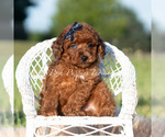Small #4 Poodle (Miniature)