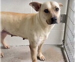 Small Photo #3 Labrador Retriever Puppy For Sale in Houston, TX, USA