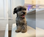 Small Photo #2 Maltipoo Puppy For Sale in CHICAGO, IL, USA