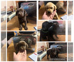 Image preview for Ad Listing. Nickname: Litter of 5
