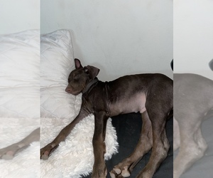 Doberman Pinscher-Labrador Retriever Mix Puppy for sale in MESA, AZ, USA