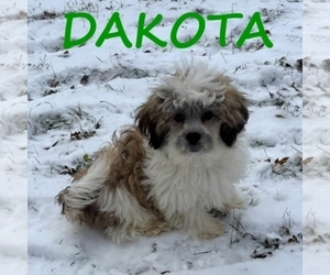 Shih-Poo Puppy for sale in HARTLAND, MN, USA