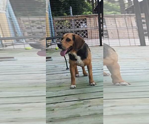 Medium Photo #29 Beagle Puppy For Sale in Murfreesboro, NC, USA