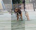 Small #28 Beagle