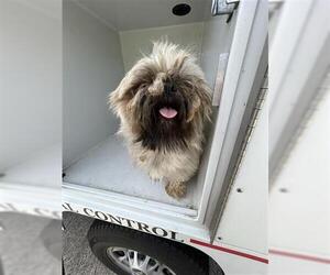 Maltese-Unknown Mix Dogs for adoption in Houston, TX, USA