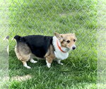 Small #3 Mutt
