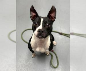 Boston Terrier Dogs for adoption in Peoria, IL, USA