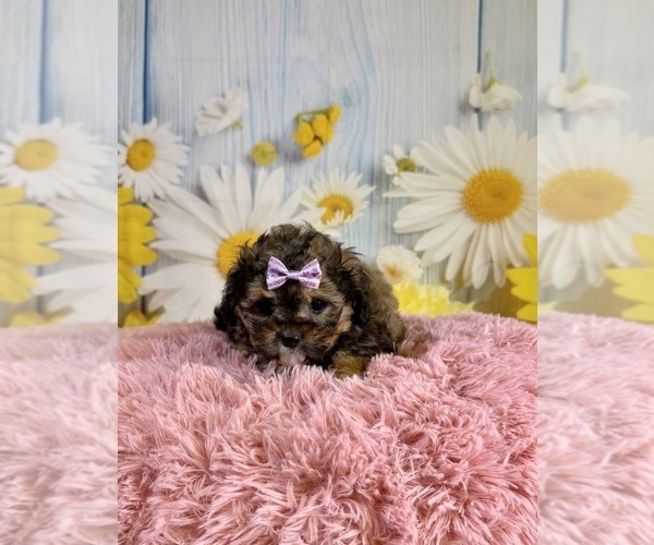 Medium Photo #1 ShihPoo Puppy For Sale in RIPLEY, MS, USA