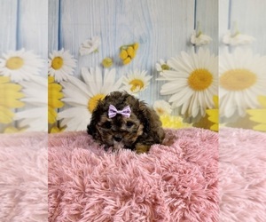 ShihPoo Puppy for sale in RIPLEY, MS, USA
