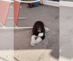 Small #2 Labradoodle