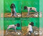 Small #1 German Shorthaired Pointer