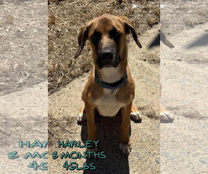 HARLEY - Male Mutt Dog for Adoption