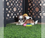 Small #1 Shih Tzu
