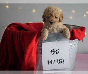 Goldendoodle (Miniature) Puppy for sale in FREDERICKSBG, OH, USA