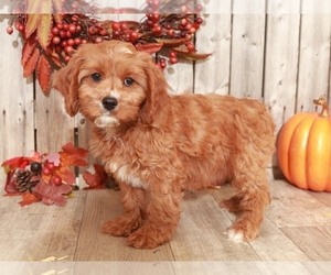 Cavalier King Charles Spaniel-Poodle (Toy) Mix Puppy for sale in MOUNT VERNON, OH, USA