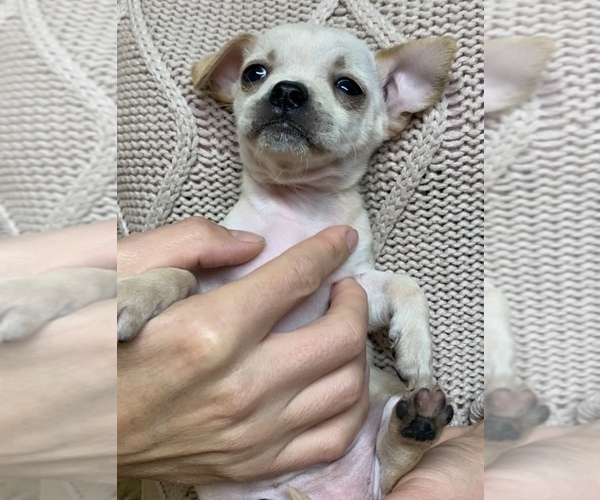 Medium Photo #2 Chihuahua Puppy For Sale in PORTLAND, OR, USA