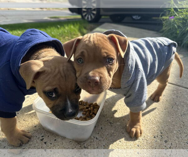 Medium Photo #3 Mutt Puppy For Sale in Philadelphia, PA, USA