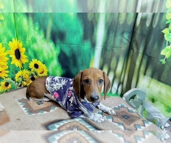 Medium Photo #1 Dachshund Puppy For Sale in CASSVILLE, MO, USA