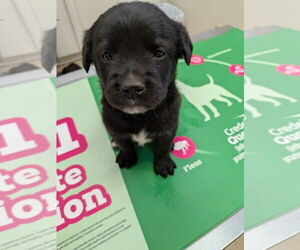 Borador Dogs for adoption in garner, NC, USA