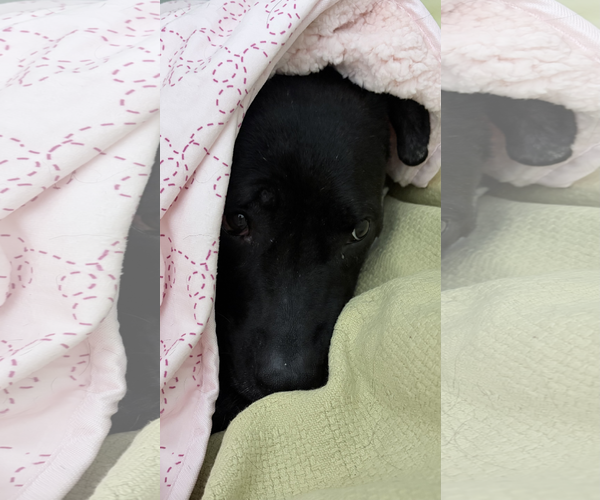 Medium Photo #3 Labrador Retriever-Unknown Mix Puppy For Sale in Jefferson, WI, USA