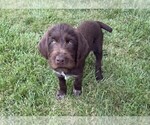 Puppy Cream Puppy German Wirehaired Pointer