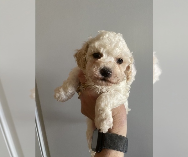 Medium Photo #2 Maltipoo Puppy For Sale in JASPER, GA, USA