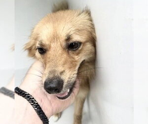 Chihuahua-Unknown Mix Dogs for adoption in Houston, TX, USA