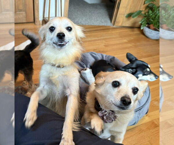 Medium Photo #11 Pomeranian-Unknown Mix Puppy For Sale in Fargo, ND, USA