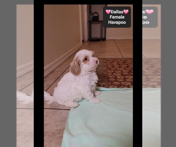 Medium Photo #2 Havapoo Puppy For Sale in TUCSON, AZ, USA