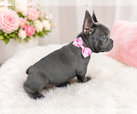 Small #4 French Bulldog