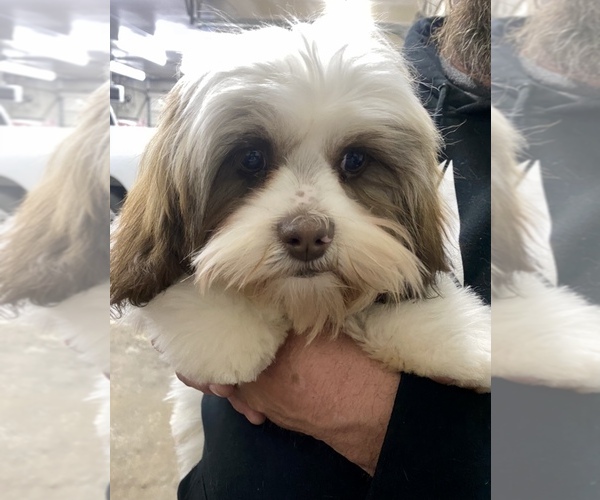 Medium Photo #3 Shorkie Tzu Puppy For Sale in WEST HAVEN, UT, USA