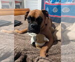 Small #6 Boxer