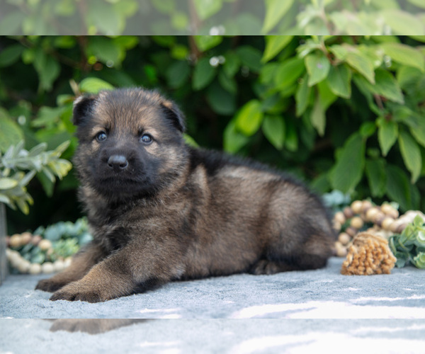 Medium Photo #12 German Shepherd Dog Puppy For Sale in SHIPSHEWANA, IN, USA