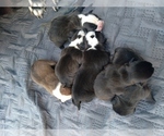 Small Photo #2 American Bully-Bullypit Mix Puppy For Sale in N HIGHLANDS, CA, USA