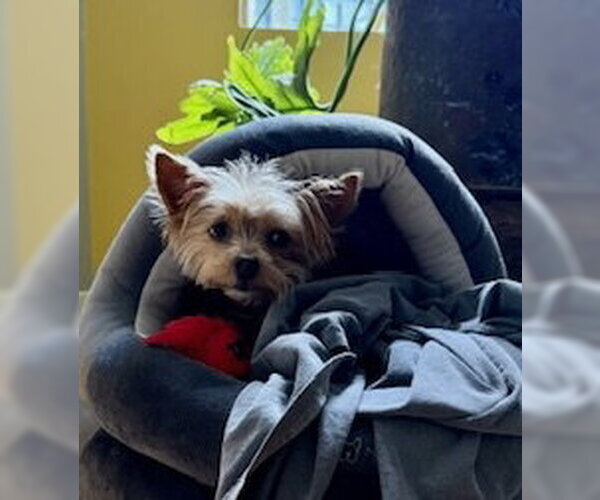 Medium Photo #4 Mutt Puppy For Sale in Allentown,, PA, USA