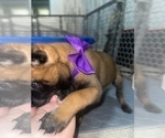 Small Photo #19 Belgian Malinois Puppy For Sale in REESEVILLE, WI, USA