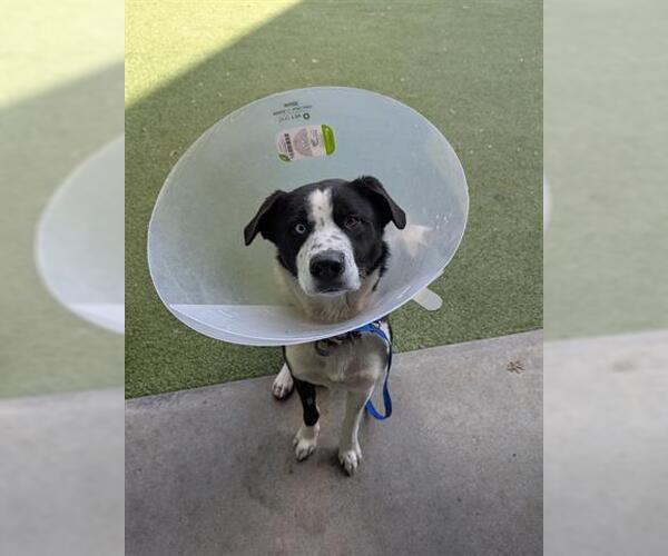 Medium Photo #1 Border Collie-Unknown Mix Puppy For Sale in San Martin, CA, USA