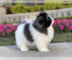 Ewokian Puppy for sale in HOUSTON, TX, USA