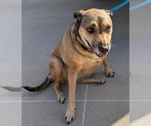 Mutt Dogs for adoption in Rockwall, TX, USA