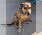 Found stray: Gracie - Female Mutt Dog for Adoption - Small photo