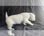 Small Photo #10 Golden Retriever Puppy For Sale in MODESTO, CA, USA