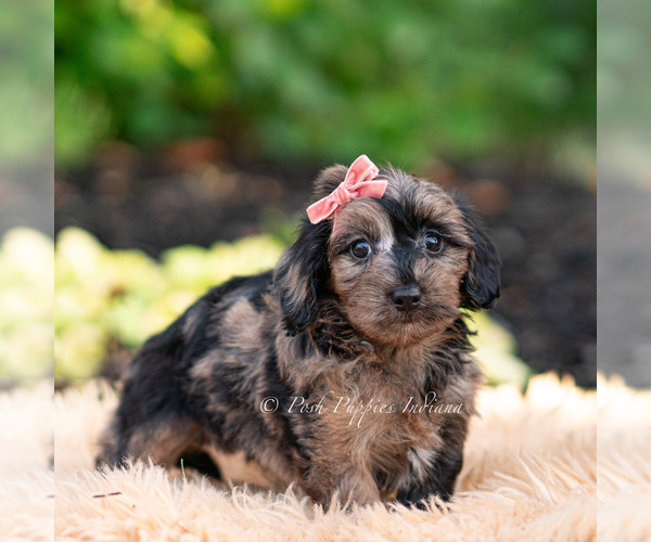 Medium Photo #6 Yorkipoo Puppy For Sale in WARSAW, IN, USA