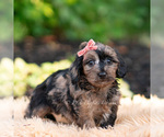 Small #5 Yorkipoo