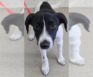 Mutt Dogs for adoption in San Bernardino, CA, USA