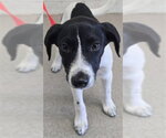 MINNIE - Female Mutt Dog for Adoption - Small photo