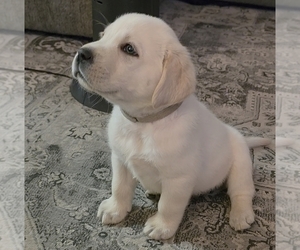 Medium Labrador Retriever