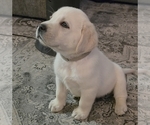 Puppy 4 Labrador Retriever