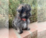 Small Photo #4 Maltipoo Puppy For Sale in LOS ANGELES, CA, USA