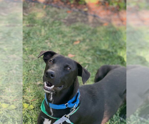 Medium Photo #2 Labrador Retriever-Unknown Mix Puppy For Sale in Dana Point, CA, USA