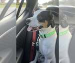 Small #3 American Pit Bull Terrier Mix